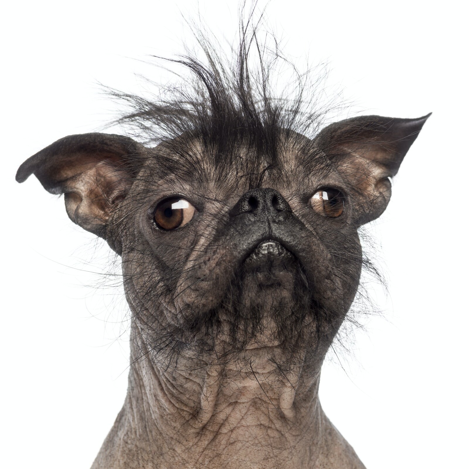 Close-up of a Hairless Mixed-breed dog